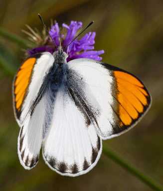 Colotis pallene (Bushveld orange tip) 