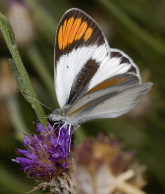 Colotis pallene (Bushveld orange tip) 
