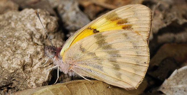 Colotis vesta (Veined orange, veined tip)