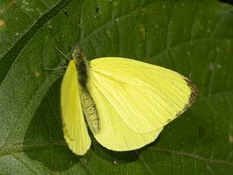 Dixeia spilleri (Spiller's sulphur yellow, Spiller's canary white) 