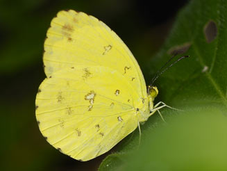Eurema hecabe (Common grass yellow)