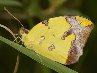 Eronia cleodora (Vine-leaf vagrant)