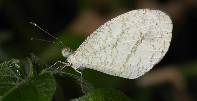 Leptosia alcesta (African wood white) 