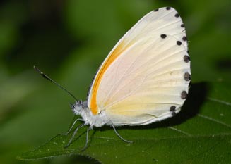 Mylothris rueppellii (Twin dotted border)