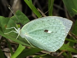 Nepheronia buquetii (Buquet's vagrant , Green-eyed monster)