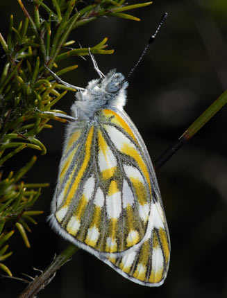 Pontia helice (Meadow white)