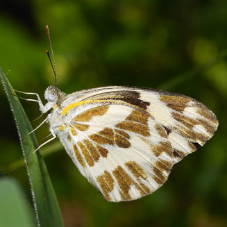 Pinacopteryx eriphia (Zebra white)