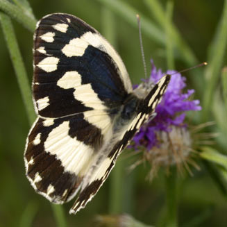 Pinacopteryx eriphia (Zebra white)