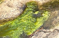 Spirogyra