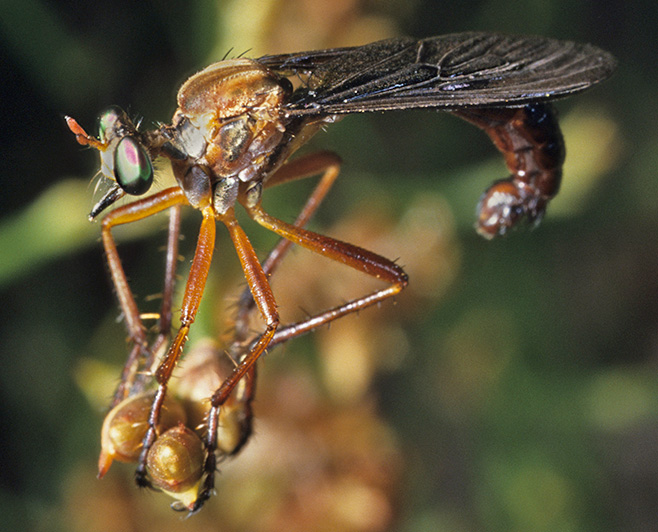 Pegesimallus sp.