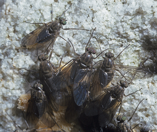 Athericid adults and eggs