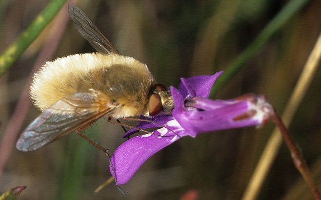 Bombyliidae (bee fly)