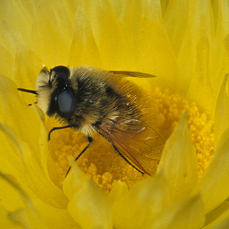 Bee fly in Edmondia sesamoides inflorescence