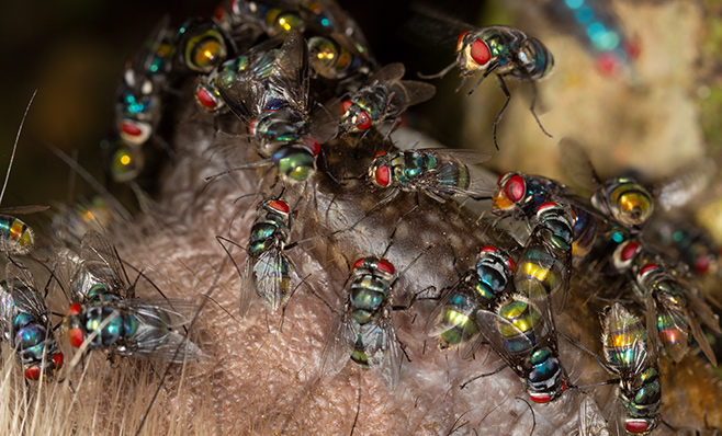 Calliphorid flies on dead Bushpig carcass, Amatole Hiking Trail, Eastern Cape.