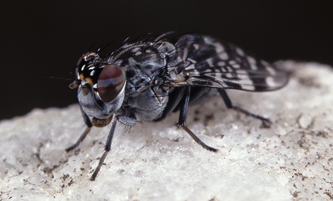 Cestrotus sp.