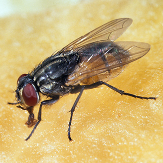 Musca domestica (Housefly)