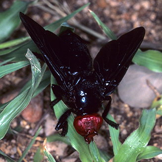 Bromophila caffra