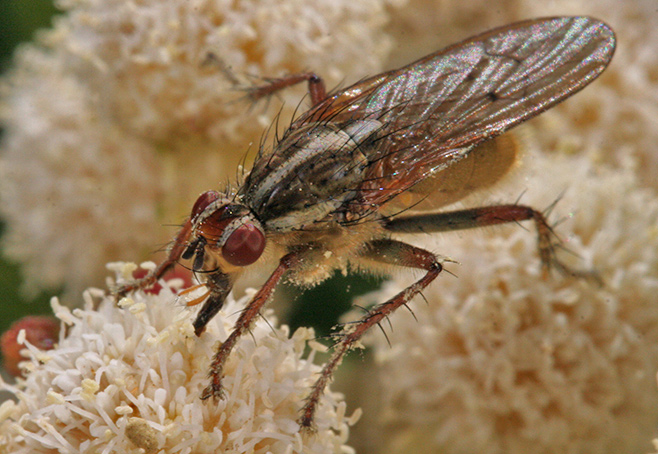 Scathophaga sp.
