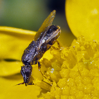 Nemotelinae; on daisy in strandveld.