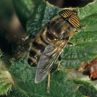 Eristalodes