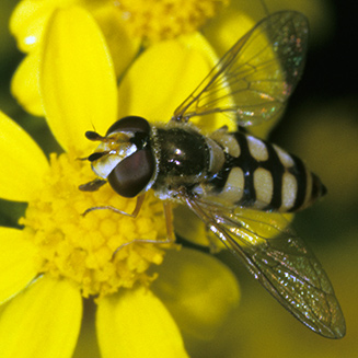 Eupeodes corollae