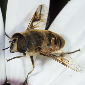 Eristalis tenax