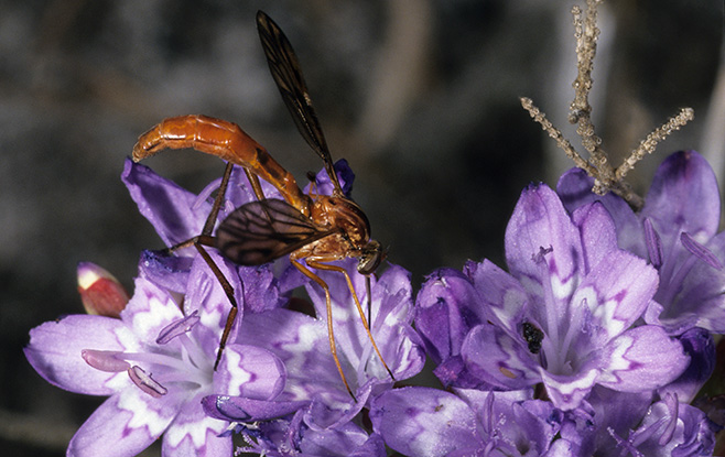 Leptynoma sericea (Vermilionidae) on Lapeirousia corymbosa