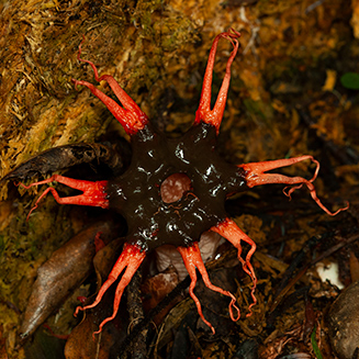 Aseroe rubra (Anemone stinkhorn fungus)