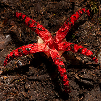 Clathrus archeri (Devil's fingers)