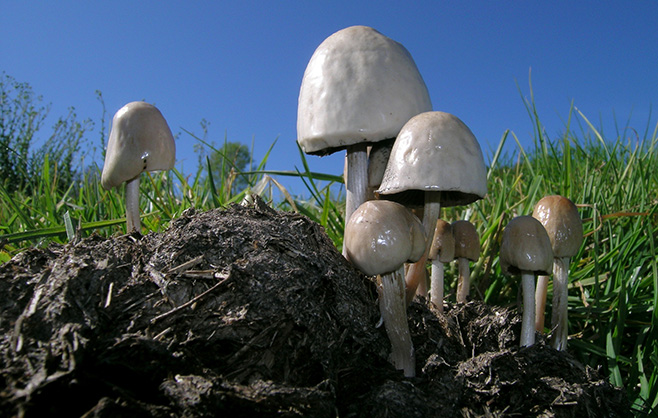 mushrooms