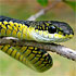 Reptilia (reptiles)