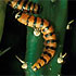 Lepidoptera (moths, butterflies, caterpillars)