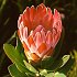Proteaceae (protea family)
