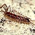 Chilopoda (centipedes)