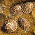 Mollusca (snails, mussels, squid, etc.)