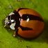 Coleoptera (beetles)