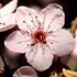 Rosaceae (rose family)