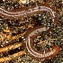 annelids (earthworms, segmented worms, leaches)