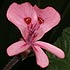 Geraniaceae (Pelargonium family)