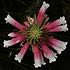 Ericaceae (erica family)