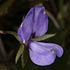 Fabaceae (legumes, beans)