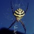 Araneae (spiders)