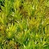 Bryophyta (mosses)