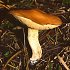 Fungi