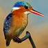 Aves (birds)