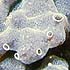 Porifera (sponges)