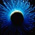 Cnidaria (jellyfish, corals, etc.)