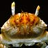 Crustacea (crabs, lobsters, shrimps, etc.)