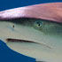 Chondrichthyes (sharks, rays)