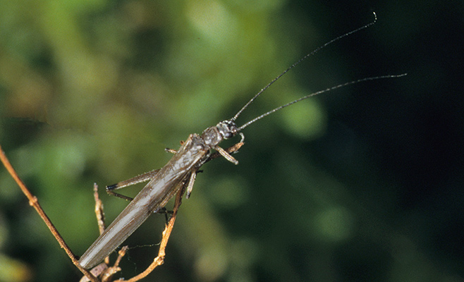 Stonefly adult, Aphanicerca sp. (family: Notonemouridae)